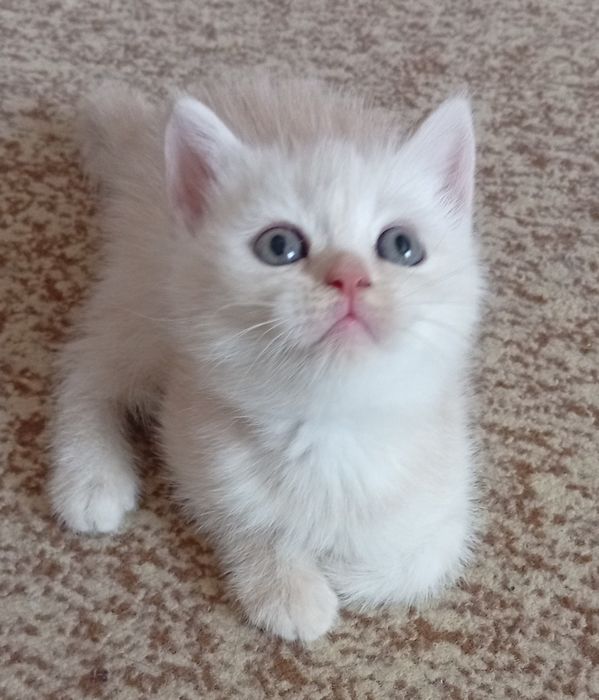 Срочно!Британские котята.Акция!За двоих 700.000!