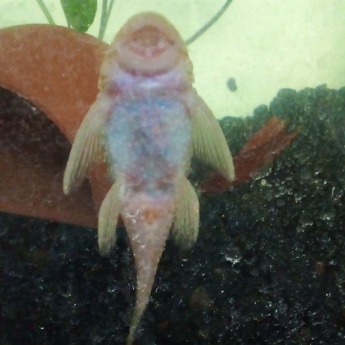 Декоративни рибки