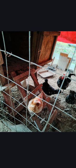 Cocoși pitici tineri