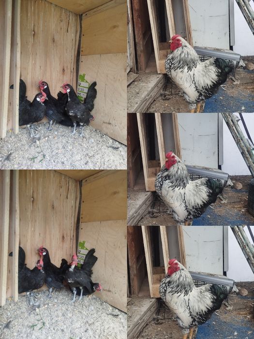 Продам петушков Ява , виандот
