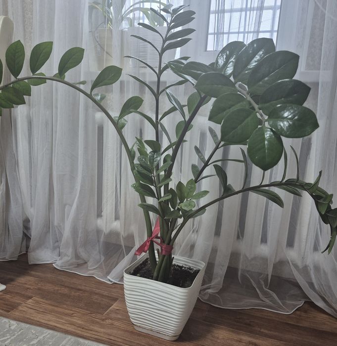 Продам долларовое дерево (Замиокулькас)