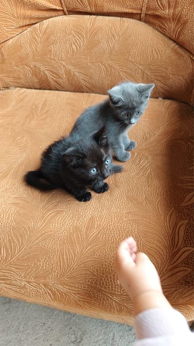 Отдам котят, девочки и мальчики, игривые