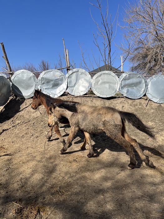 Екі ұрғашы жабағы