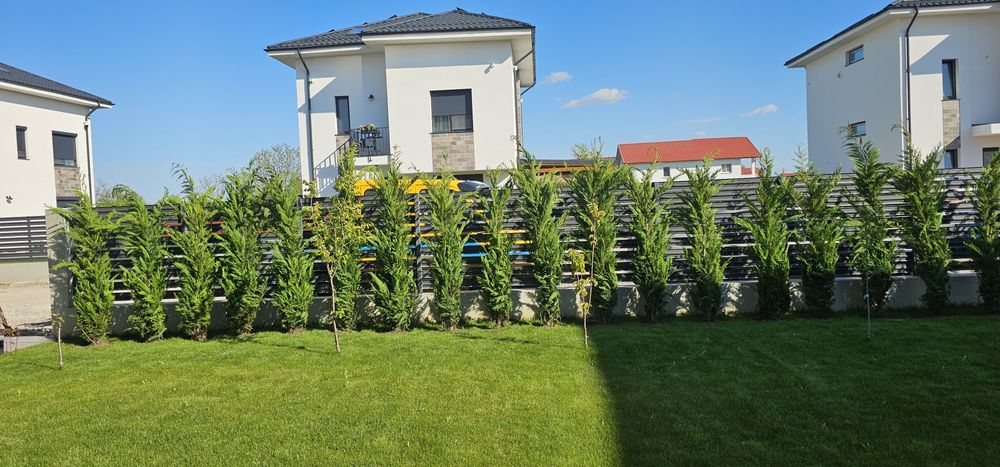 Plante ornamentale leylandi