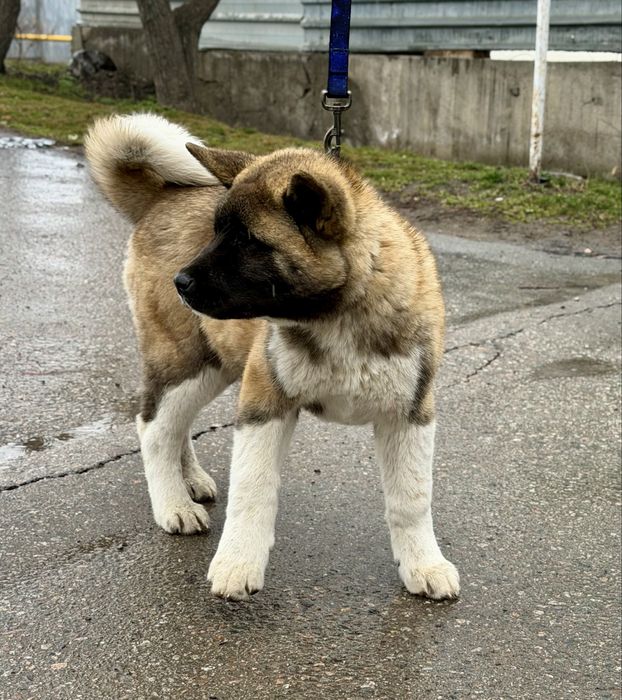 Щенки американской акиты