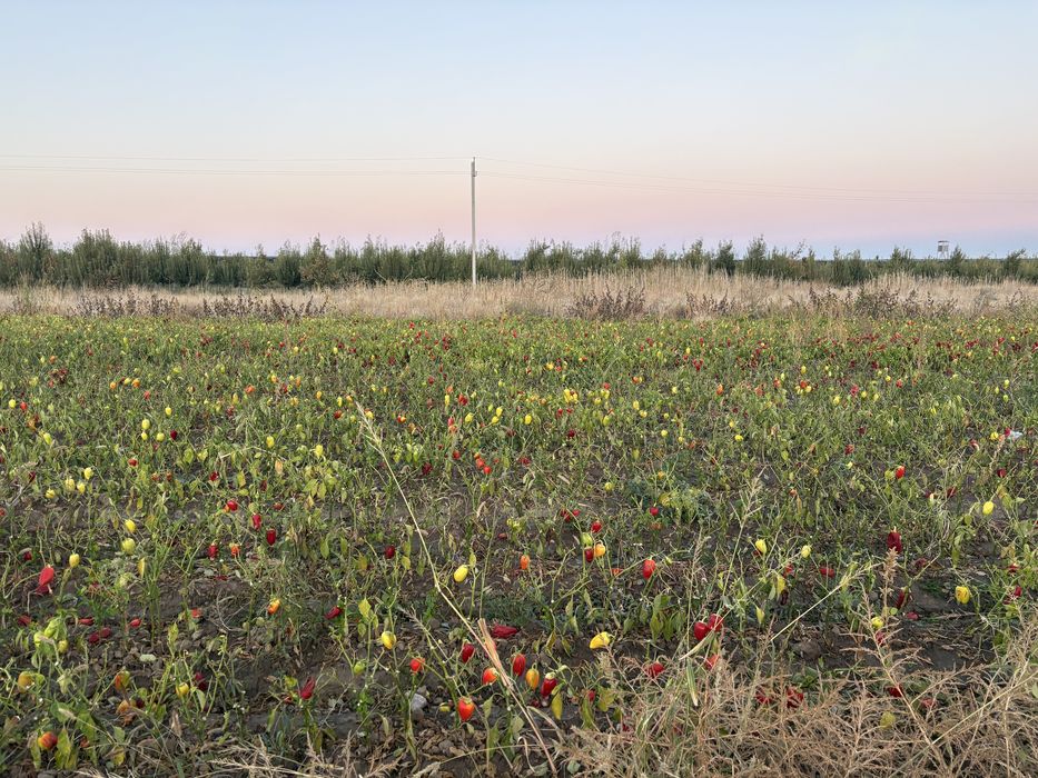 Продам поля с перцом