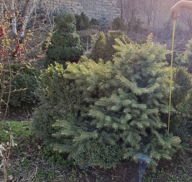 Арчалар сотилади буйи 170смдан 120смгачамгача