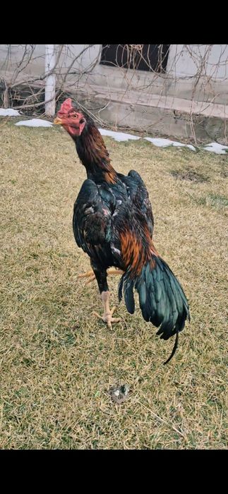 Продам хорошего бойца