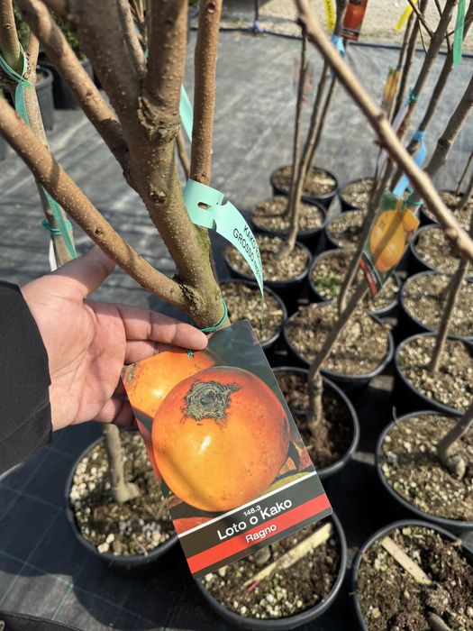 Kaki anul 6 si 7 diferite soiuri