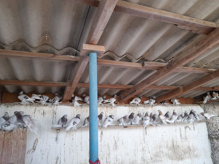 Продам молодёжь сиреневые тасманы