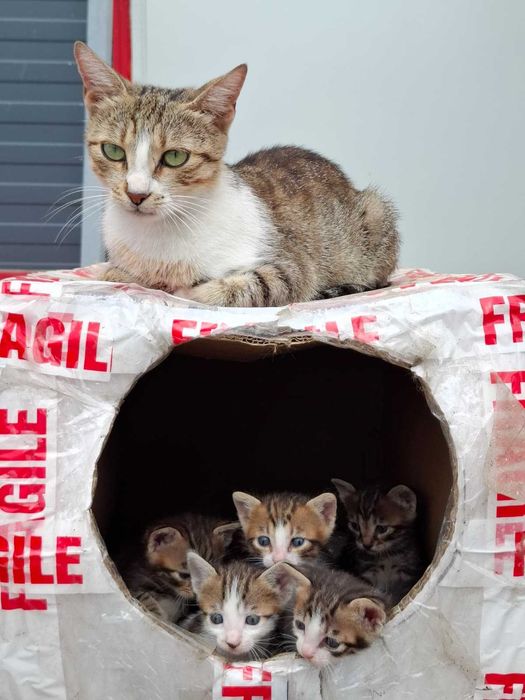 Adopție șase puiuți de pisică