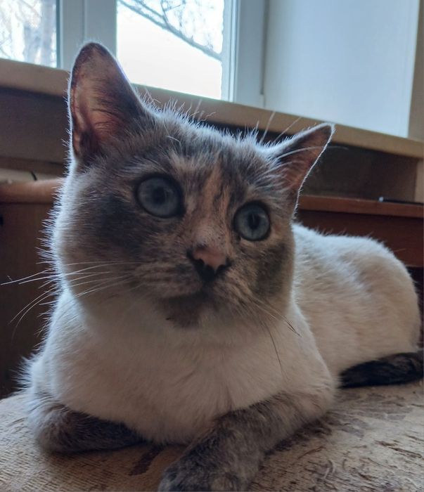 Кошка Зося ищет добрые руки