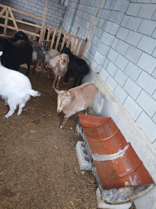 Орыс ешкі ұрғашы лағымен