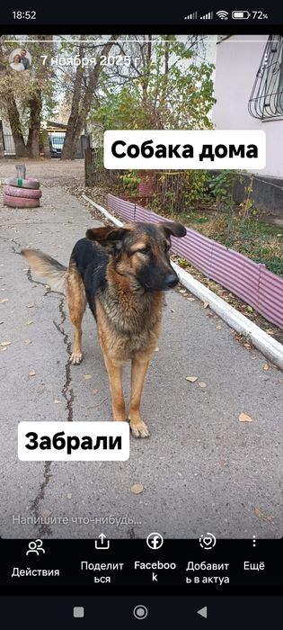 Собака овчарка . Хозяин откликнитесь.