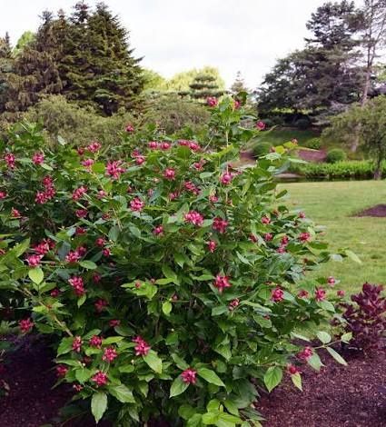 Каликантус (червен)