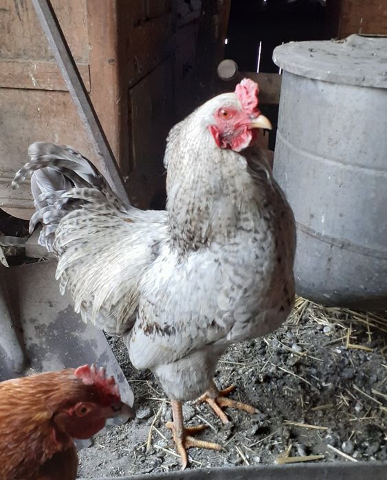 Продам молодых петушков 2025г.