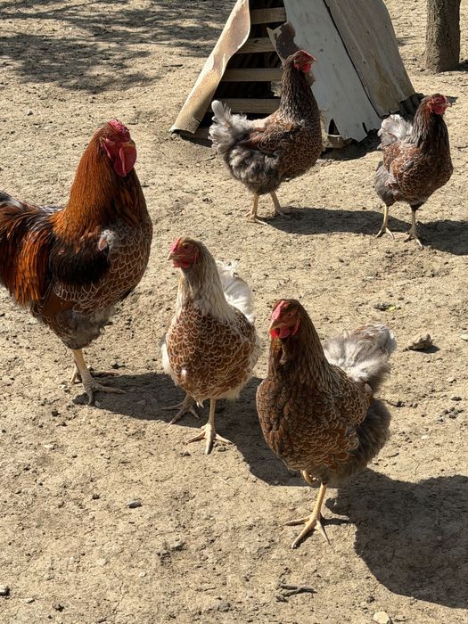Pui de rasă 1 săptămână: Wyandotte Albastru, Chabo și Easter Egger (ouă verzi, albastre, olive) – STOC LIMITAT!