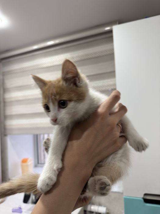 Отдам даром котенка, мальчик