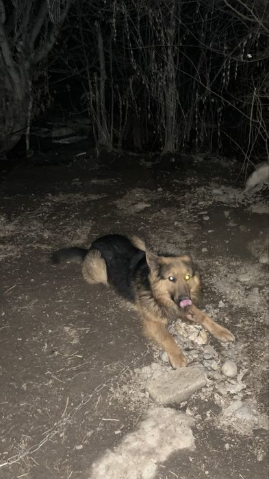 Продам немецкий овчарка