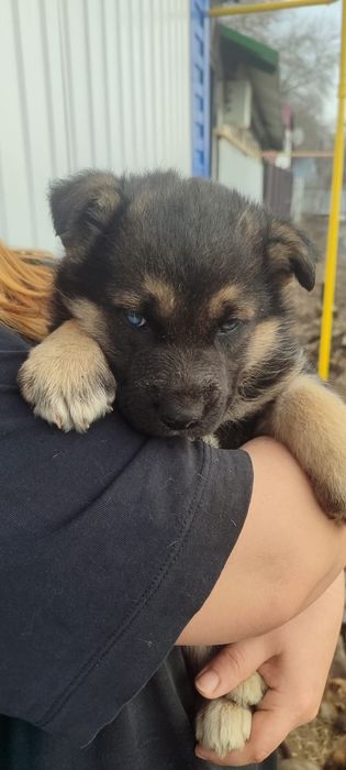 Милые щенки ищут дом