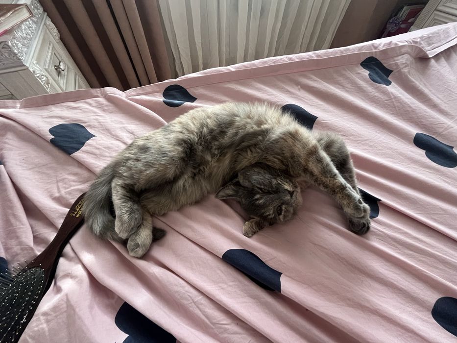 Котенок в добрые руки с миской и лотком