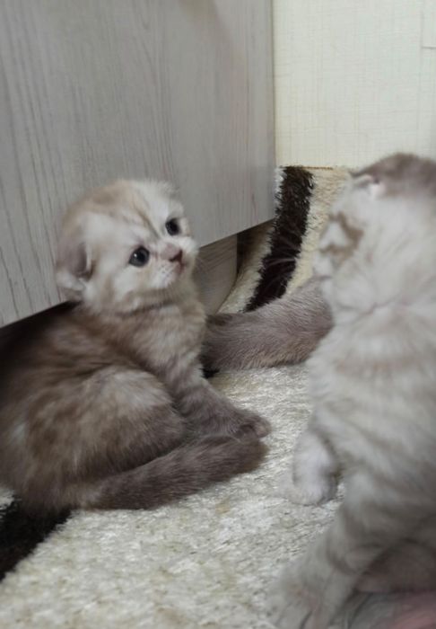Котята скотишь фолд