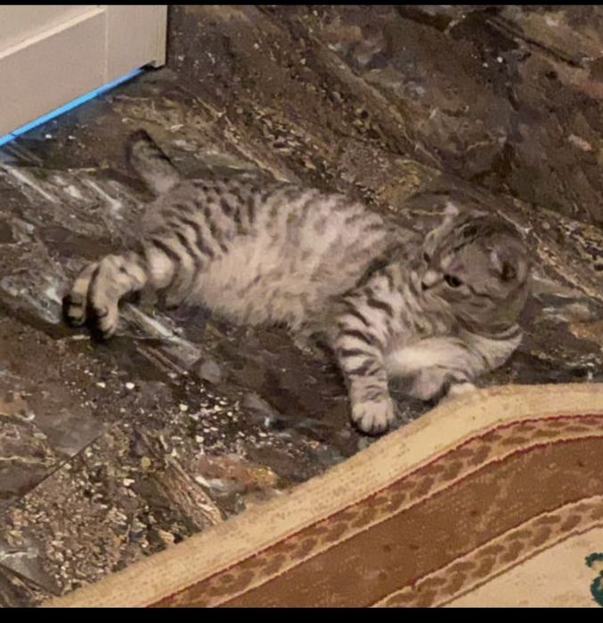 Мальчики котята ищут дом