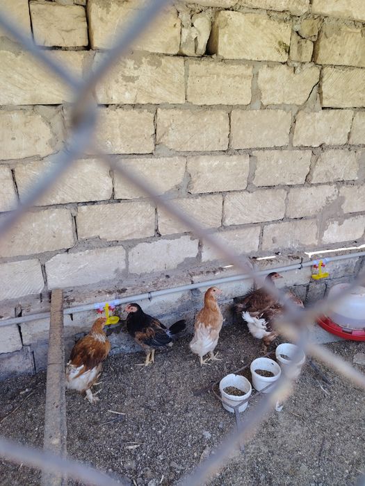 Продам кур несушек