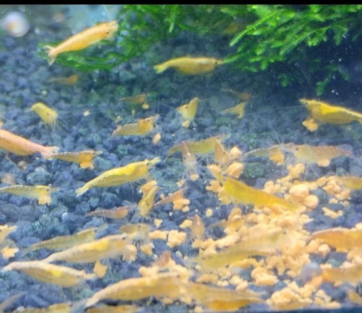 Creveti acvariu galbeni,yellow shrimp,creveți acvariu