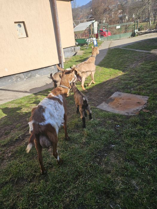 Capre de lapte metis alpina franceza cu saanen