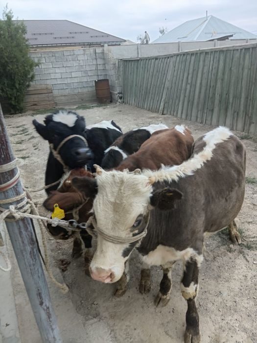 Бұқалар сатылады. Продам бычков.