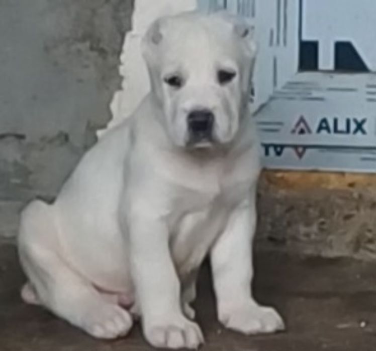 Продаются щенки Алабая