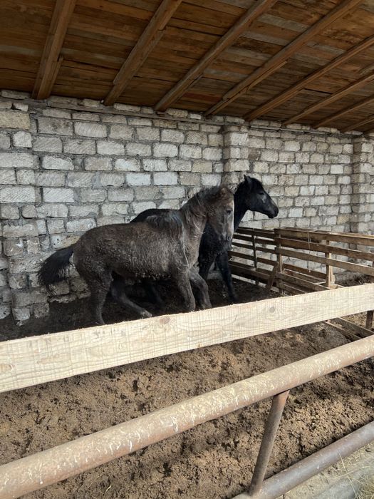 Жабагы сатылады 2 бас ургащы