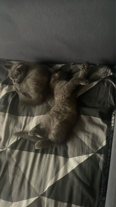 котяткииииииииии