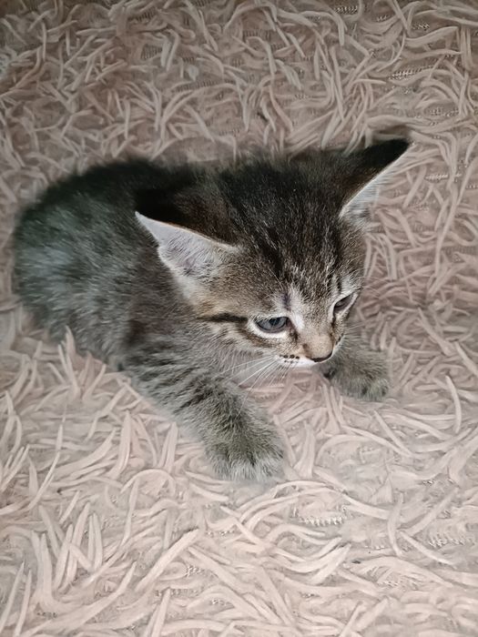 Отдам котят в хорошие руки