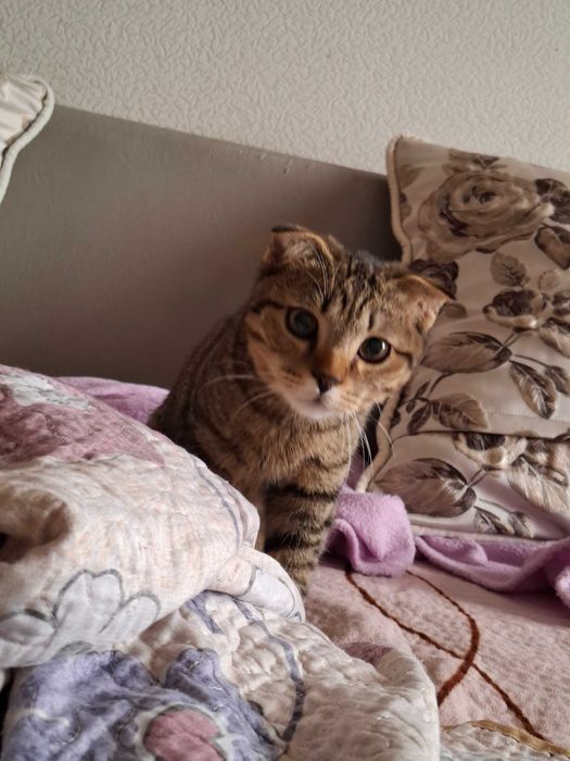 Скоттиш фолд тек жаксы карайтынга