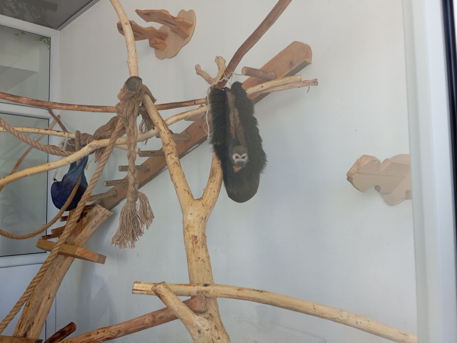 Продам обезьяну с прививками