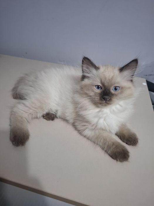 Отдам котят в хорошие руки