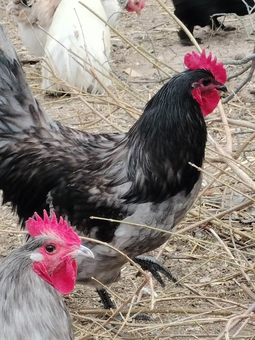 Cocoși australop și cocoși de țară