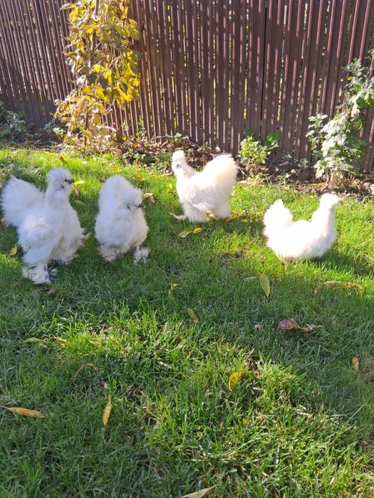 Matase japoneza/rate+1 ratoi/Porumbei frumusete 120 ron/perechea