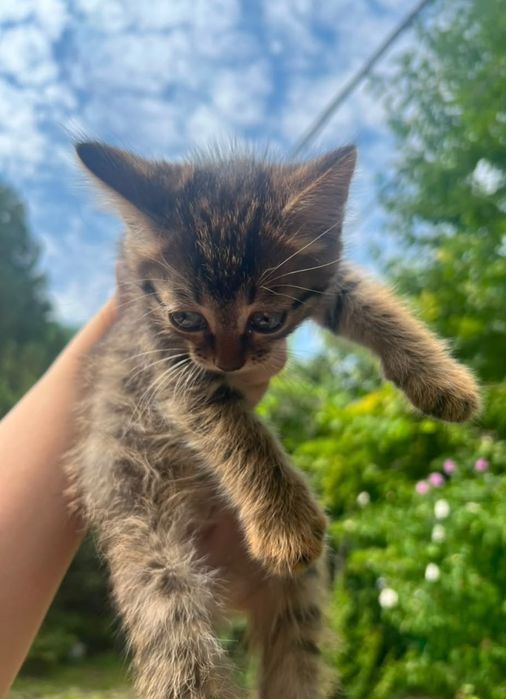 Котята в хороший руки