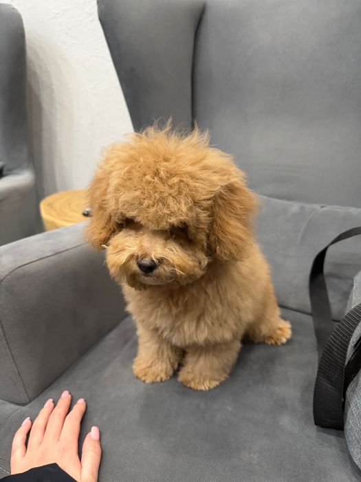 Продам мальтипу F1