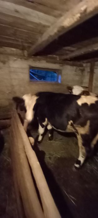 Vând  vițea de prăsilă. VULTUREȘTI  ARGEȘ