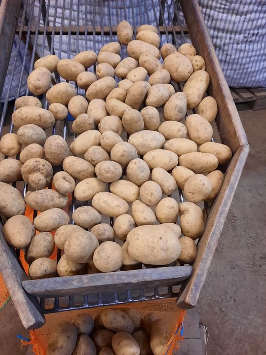 Cartofi de consum si samântă