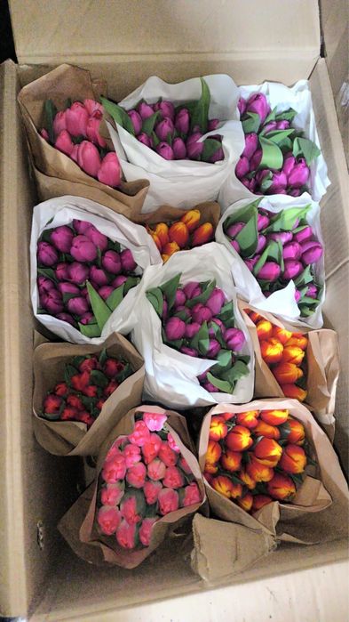 Тюльпаны в наличии