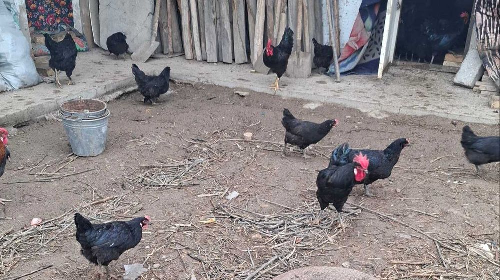 QORA tovuq TUXUMLARI sotiladi