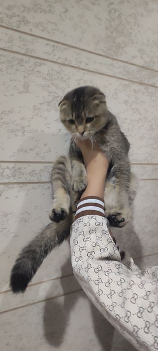 6-oyli mushuk 9-oyga kafolat beraman