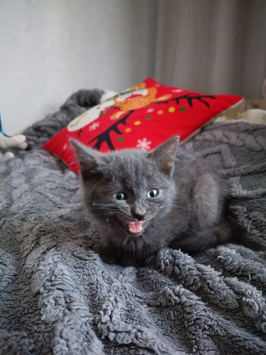 Котёнок, серенький