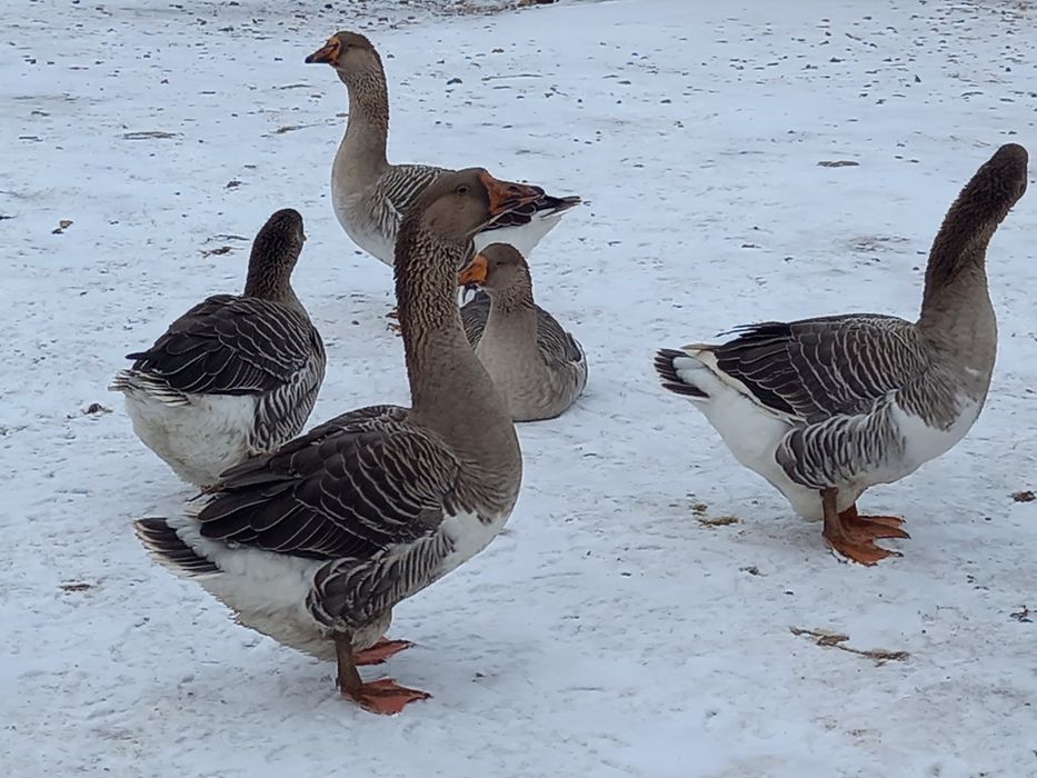 Продам гусей домашних