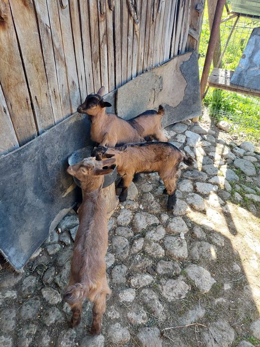 Iedute alpin francez